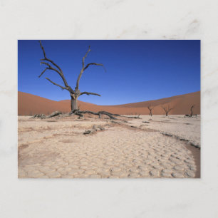 Dead Vlei, Sossusvlei, Namib-Naukluft National Postcard