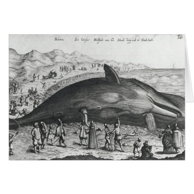 Dead whale (Front Horizontal)