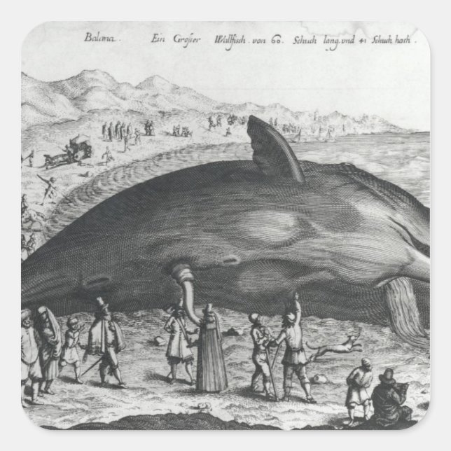 Dead whale square sticker (Front)