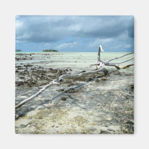 Dead wood in the Pacific magnet