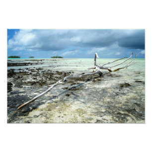 Dead wood in the Pacific photo