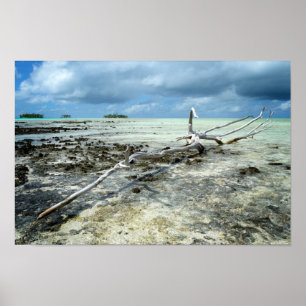 Dead wood in the Pacific poster