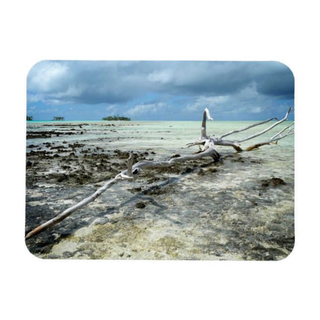 Dead wood in the Pacific rectangular magnet (Horizontal)