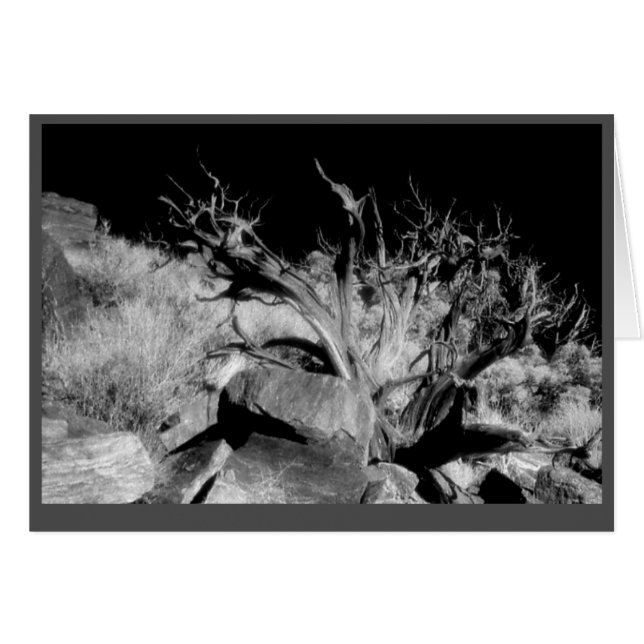 "Deadwood" (Front Horizontal)