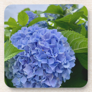 Deanna Day Hydrangea Coaster