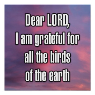 Dear LORD, I am grateful for all the birds... Poster