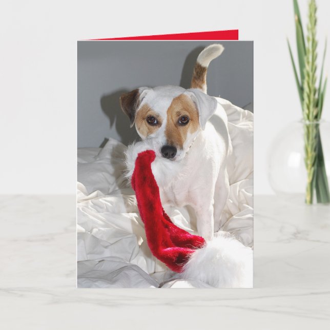 Dear Mrs Claus JRT Holiday Card (Front)