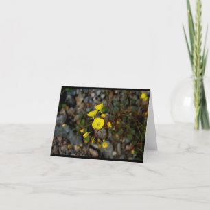 Death Valley Flowers Note Card