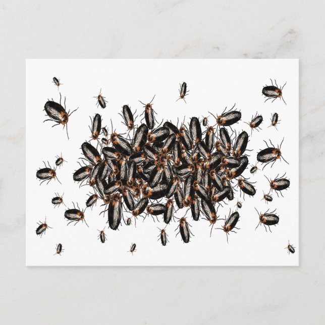 Death's Head Cockroaches Postcard (Front)