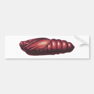 Death's Head Hawk Moth Bumper Sticker