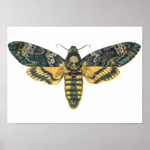 Death's Head Hawk Moth, Large Moth, Moth Print