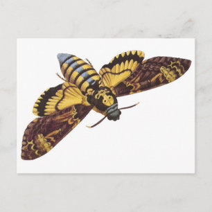Death's Head Hawk Moth Postcard
