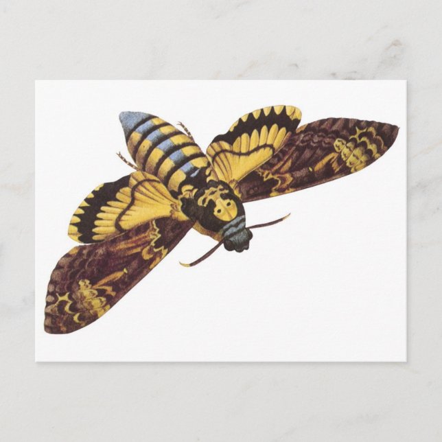 Death's Head Hawk Moth Postcard (Front)