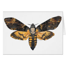 Death's Head Moth
