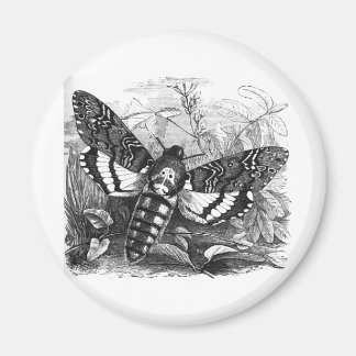 Deathshead Hawk Moth Magnet