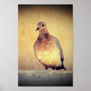 Debonair Dove Poster