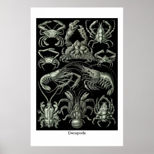 Decapoda, crustaceans illustration poster