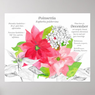 December Birth Flower Language of Flowers Poster