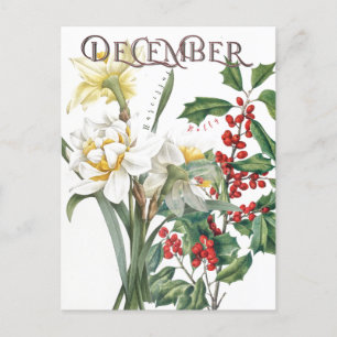 December Month Flowers Narcissus Holly Fancy Postcard