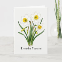 December Narcissus Flowers Greeting