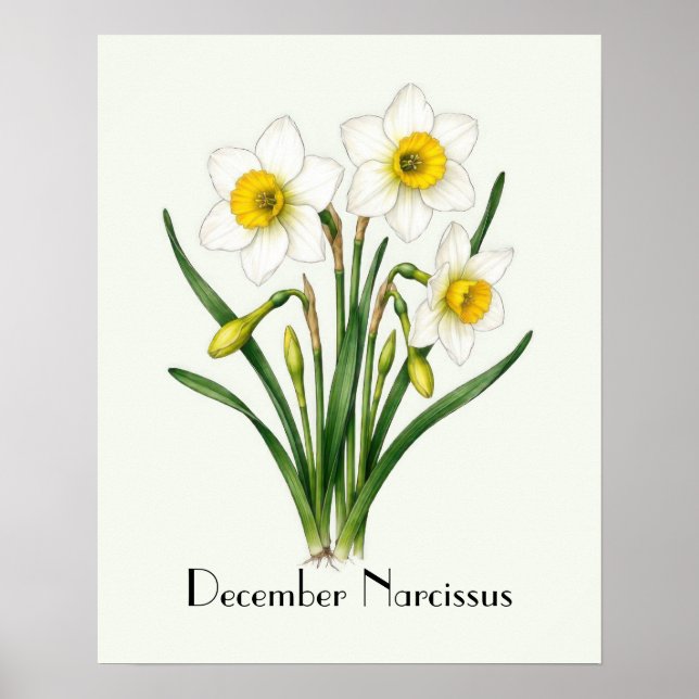 December Narcissus Flowers Poster (Front)