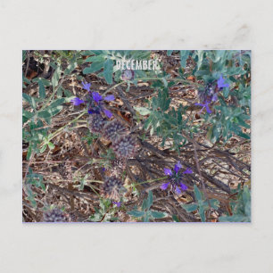 DECEMBER POSTCARD