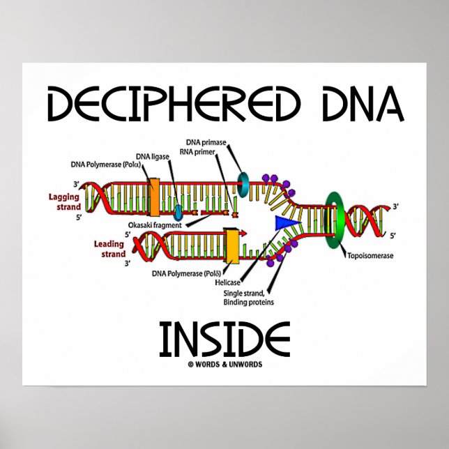 Deciphered DNA Inside DNA Replication Biology Poster (Front)