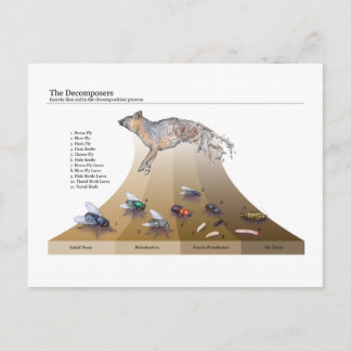 Decomposers Postcard