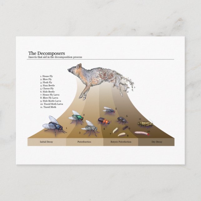 Decomposers Postcard (Front)