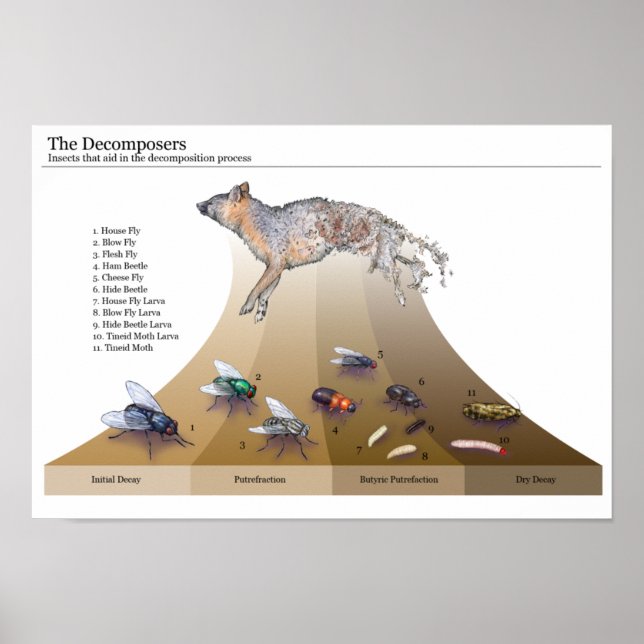 Decomposers Print (Front)