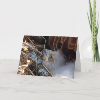 Decorah North Eagles: The Pink Moon Card