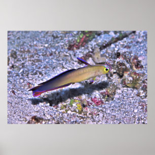 Decorated Dart Goby Poster