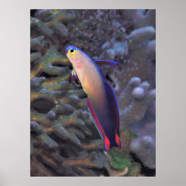 Decorated Dartfish Portrait Poster (Front)