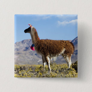 Decorated lama herd in the Puna, Andes mountains 2 15 Cm Square Badge