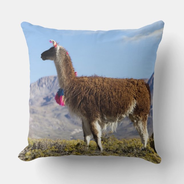 Decorated lama herd in the Puna, Andes mountains 2 Cushion (Front)