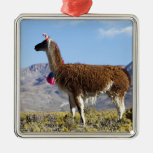 Decorated lama herd in the Puna, Andes mountains 2 Metal Tree Decoration