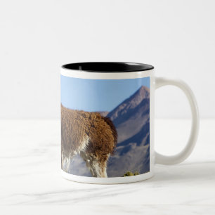 Decorated lama herd in the Puna, Andes mountains 2 Two-Tone Coffee Mug