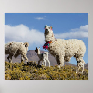 Decorated lama herd in the Puna, Andes mountains 3 Poster