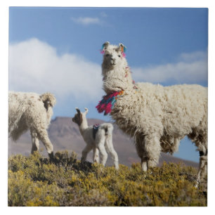 Decorated lama herd in the Puna, Andes mountains 3 Tile