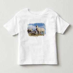 Decorated lama herd in the Puna, Andes mountains 3 Toddler T-Shirt