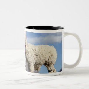 Decorated lama herd in the Puna, Andes mountains 3 Two-Tone Coffee Mug