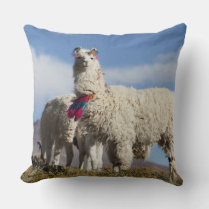 Decorated lama herd in the Puna, Andes mountains Cushion