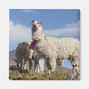 Decorated lama herd in the Puna, Andes mountains Magnet