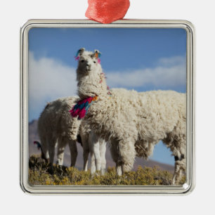 Decorated lama herd in the Puna, Andes mountains Metal Ornament