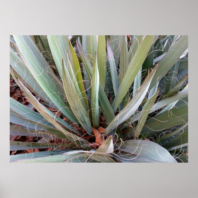 decorations of nature (Front)