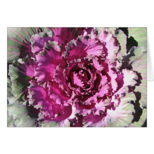 Decorative Cabbage
