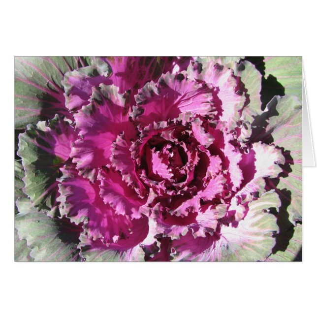 Decorative Cabbage (Front Horizontal)
