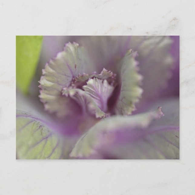 Decorative cabbage postcard (Front)