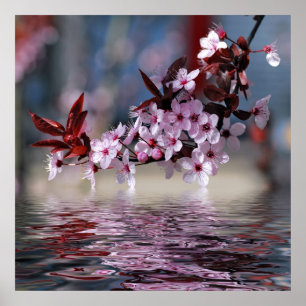 Decorative cherry tree blossoms poster