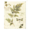 Decorative Ferns and a Dragonfly